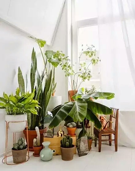 绿色,室内植物,