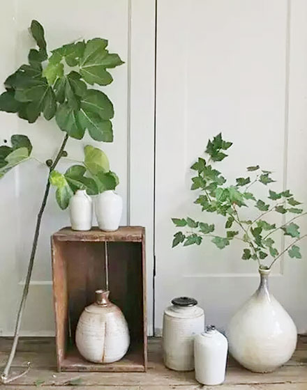 绿色,室内植物,
