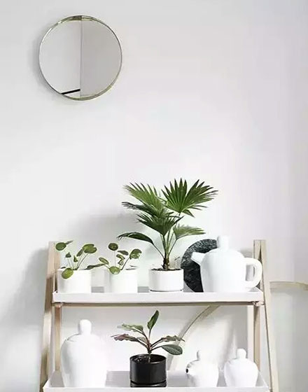 绿色,室内植物,