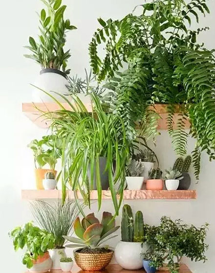 绿色,室内植物,