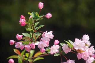 桃花的种植介绍及观赏价值