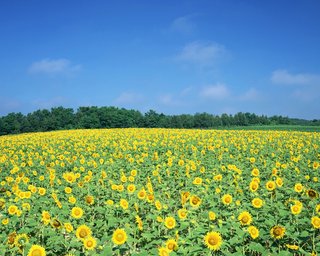 太阳花的观赏价值 太阳花的花语