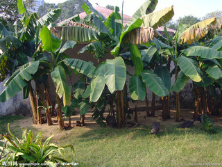 芭蕉树的功效与作用及食用方法