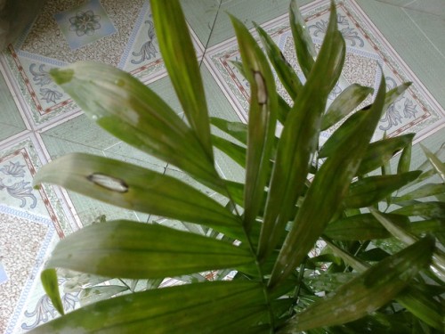 富贵椰子叶子发黄变干图片