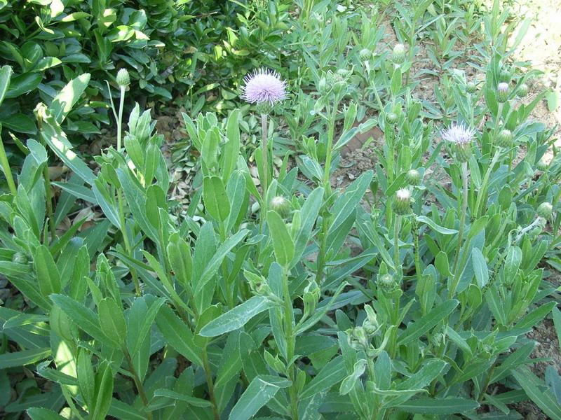 刺儿菜的功效与作用 寻找迷失在故乡的刺儿菜