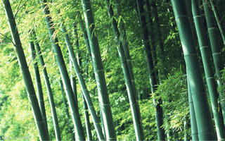 竹子的养护管理 竹子的寓意