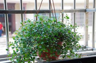 哪些植物可以去除室内甲醛