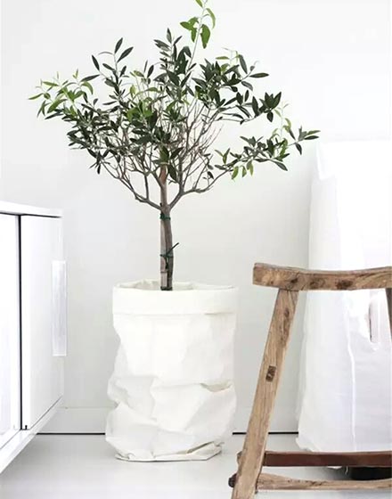 室内植物,绿色,