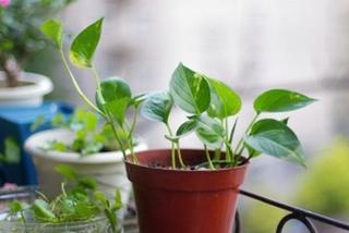 什么植物可以吸收甲醛