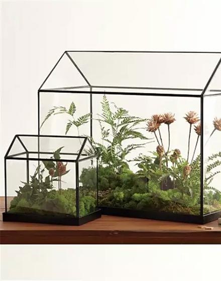 室内植物,绿色,