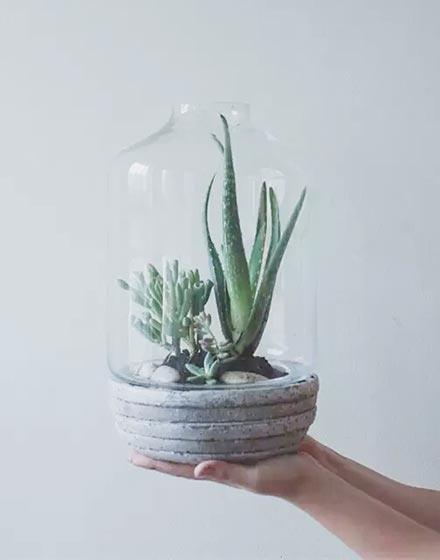室内植物,绿色,