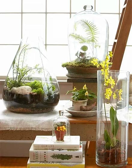 室内植物,绿色,