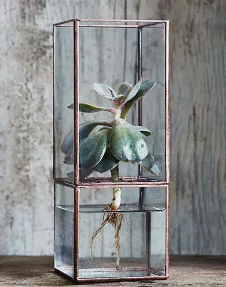 室内植物,绿色,