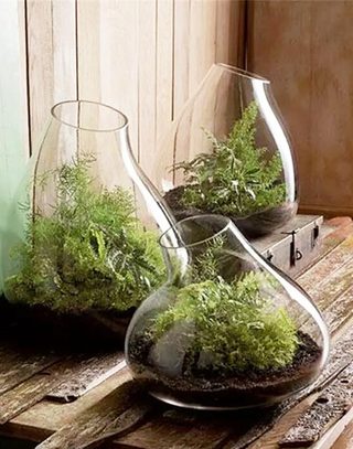 玻璃绿植给你美妙迷你世界