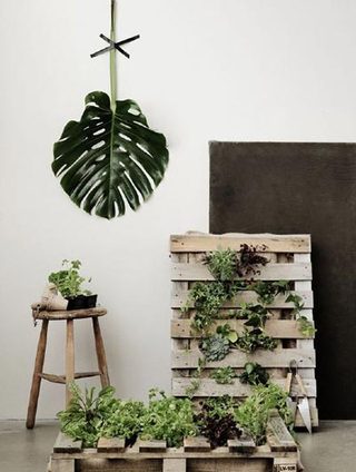 室内植物效果图