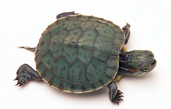 巴西红耳龟寿命