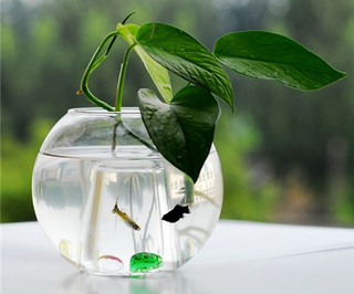 水养花瓶植物有哪些 水养植物日常护理