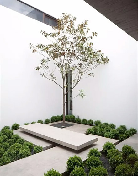 ,庭院,绿色,室内植物