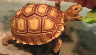 苏卡达龟是国家保护动物吗