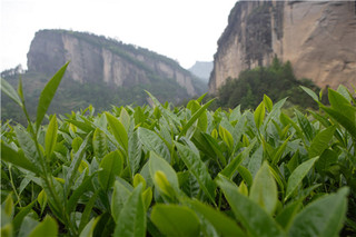 岩茶的种类有哪些  岩茶的功效与作用