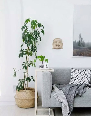 客厅植物摆放装饰设计