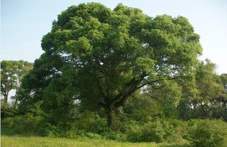 香樟树