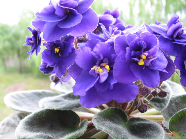 非洲紫罗兰花语