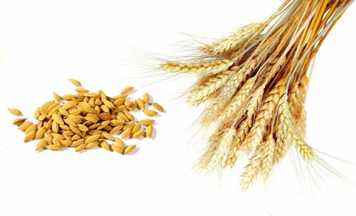 浮小麦和小麦的区别 浮小麦的功效