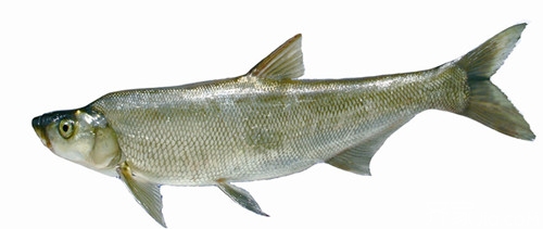 白色江团鱼是什么鱼?图片