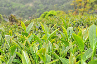 阿里山高山茶怎么样 阿里山高山茶功效