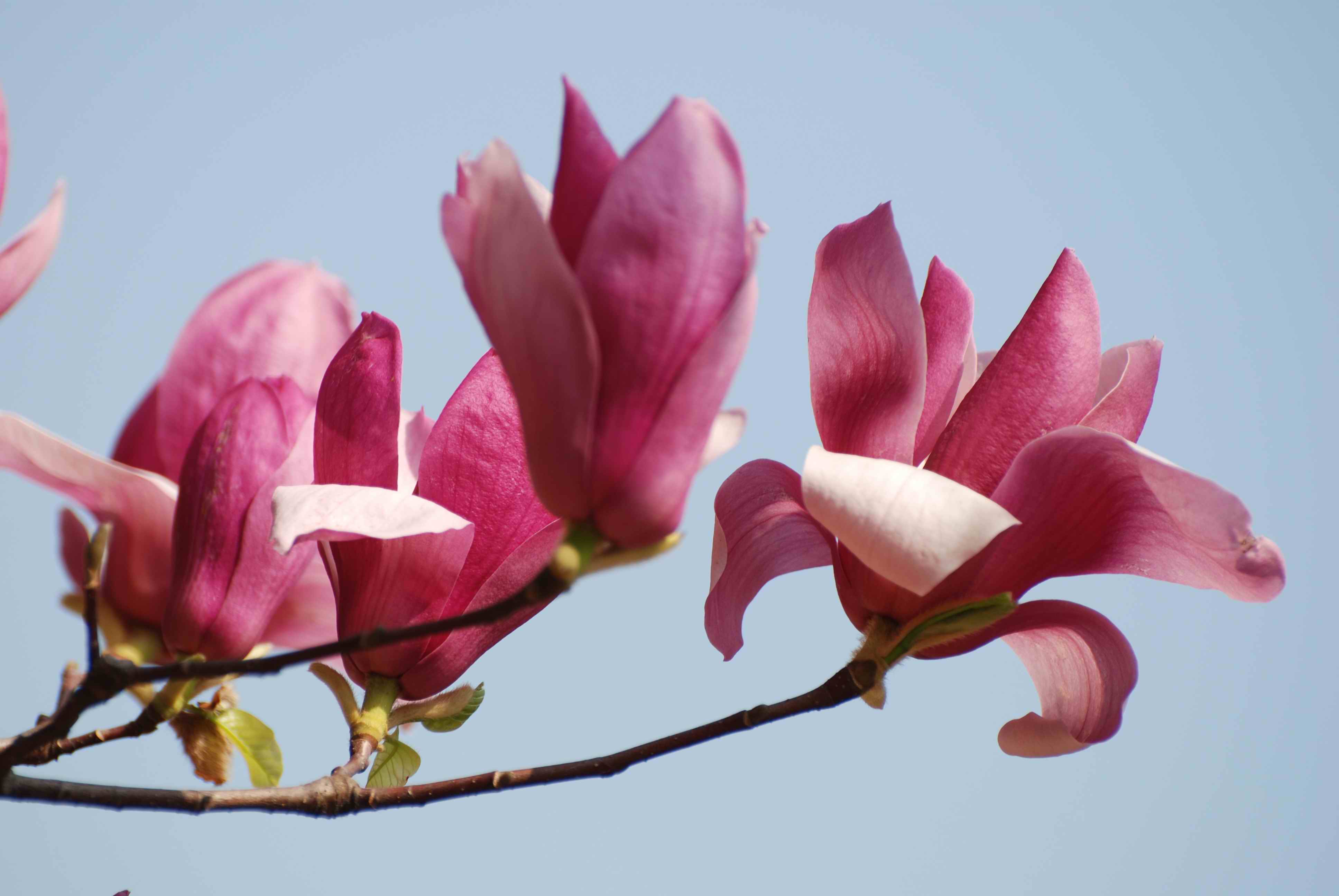 Free Images : branch, sky, sweet, petal, bloom, produce, lush, romance ...