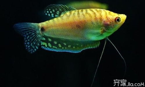 曼龙鱼的繁殖方法 曼龙鱼的雌雄鉴别