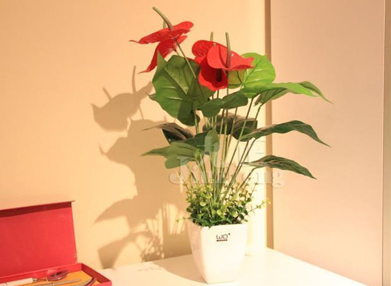 家居风水植物有哪些 卫生间适合放什么植物