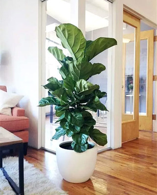 客厅绿色植物摆放图片大全