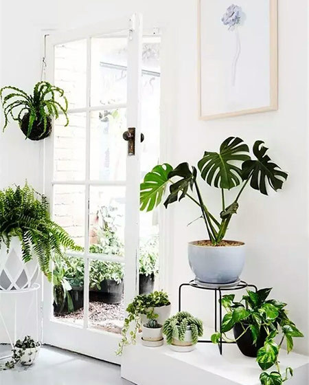 室内绿色植物效果图大全