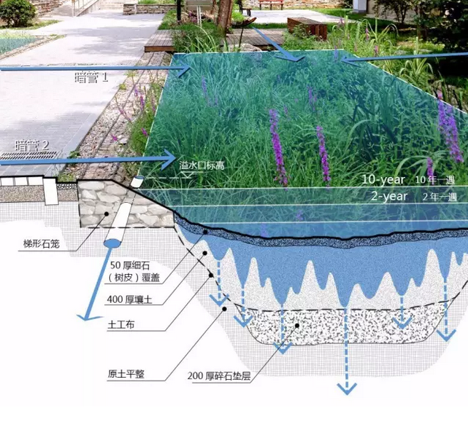 雨水花园结构示意图图片