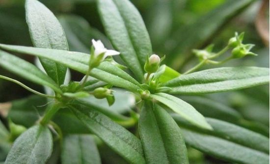 半枝莲和白花蛇舌草的功效及作用_齐家网