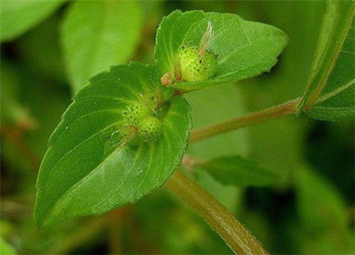 野麻草有什麼作用野麻草可以做菜吃嗎