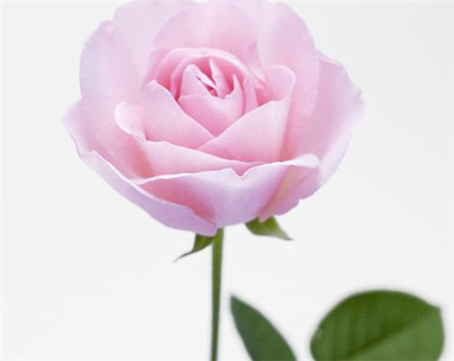 一朵玫瑰花代表什么意思送玫瑰花的这些讲究_