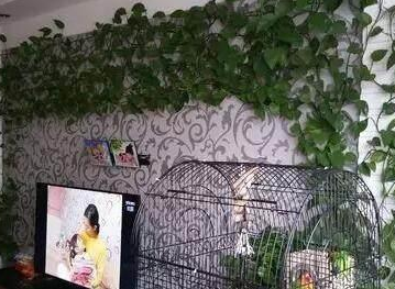 装修时贴什么瓷砖墙纸，用绿萝做背景墙，漂亮又环保！