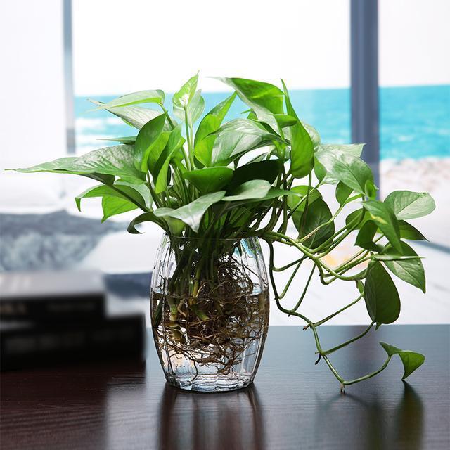 小清新绿色植物装饰品摆件超逼真小清新绿色植物装饰品摆件,手感仿真