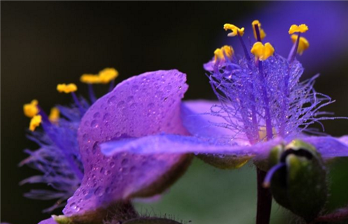 墨兰紫色花的图片欣赏图片