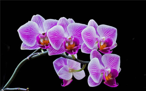 紫兰花的花语是什么兰花有什么象征意义 花卉花语 南北花木网