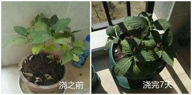 快死的花草别再傻傻扔了，听了老农这个方法，花开一层又一层！