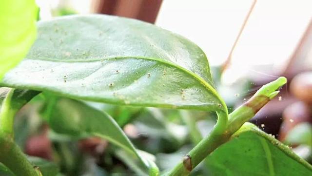 养死室内盆栽植物最常见的7个误区