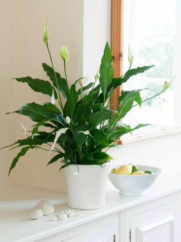 清新！14种能够净化室内空气的盆栽植物