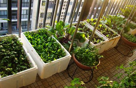 阳台变菜园，学会这7步，有机蔬菜想吃就吃！