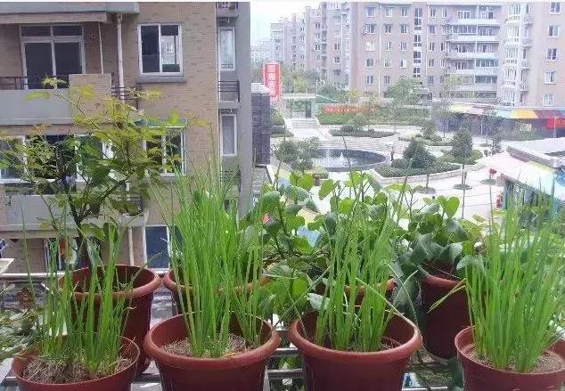 阳台变菜园，学会这7步，有机蔬菜想吃就吃！