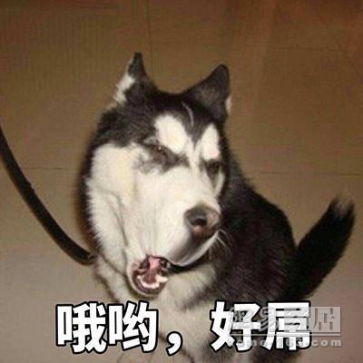 家有爱犬该怎么布置？这些物品让它秒变狗生赢家