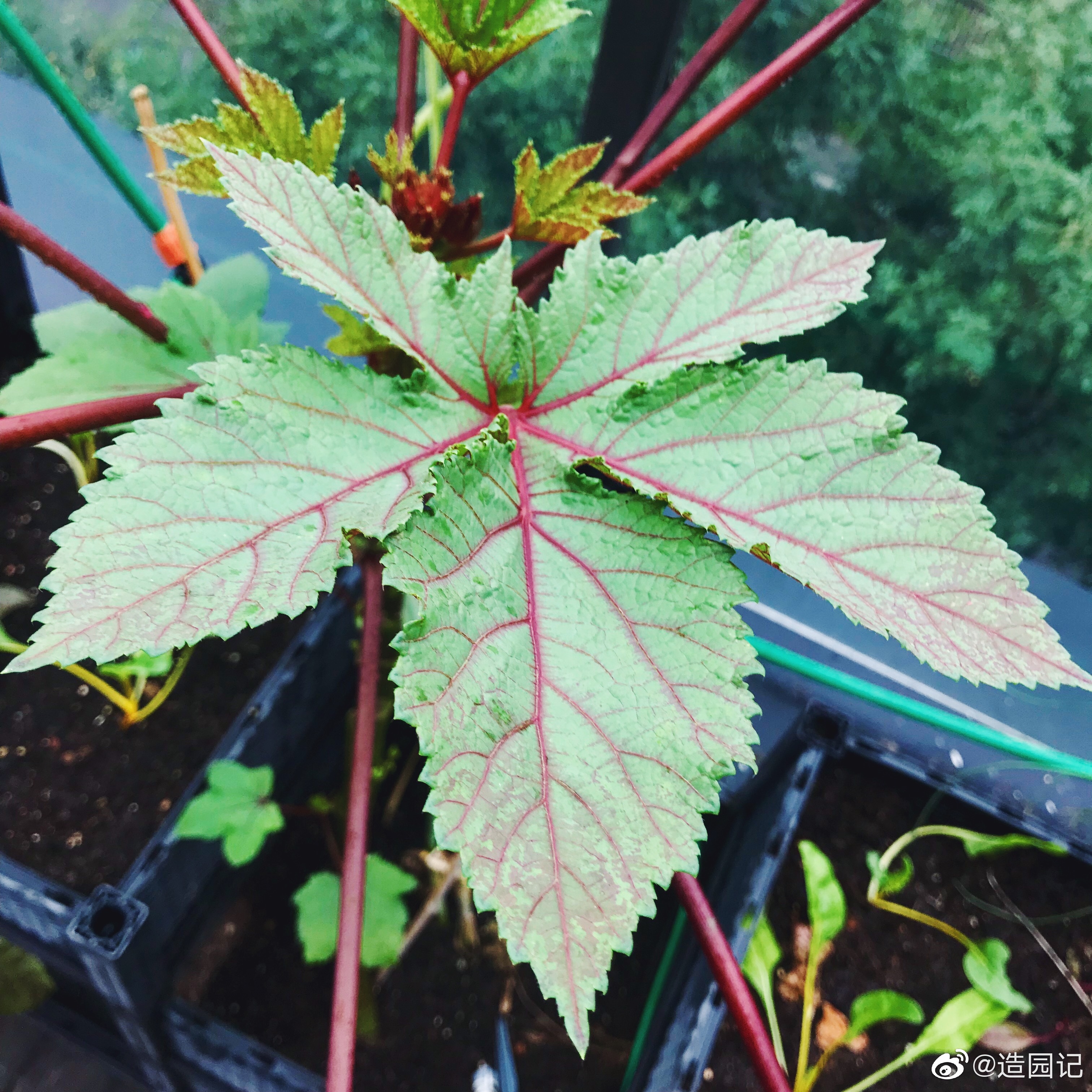 阳台种菜菜园里的长大了没想到红秋葵的叶片还很好看呢